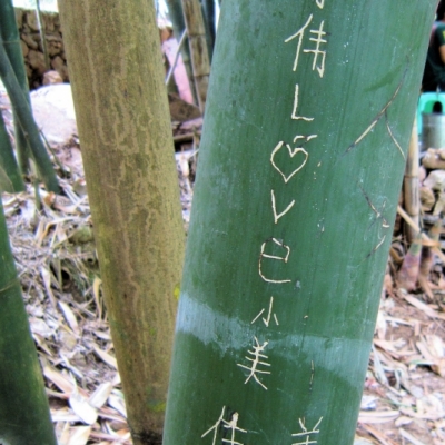 bambou.jpg